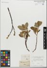 Foto von Salix glandulifera Flod. x Salix hastata L.